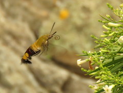 Cephonodes hylas virescens