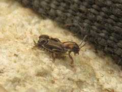 Tridactylidae