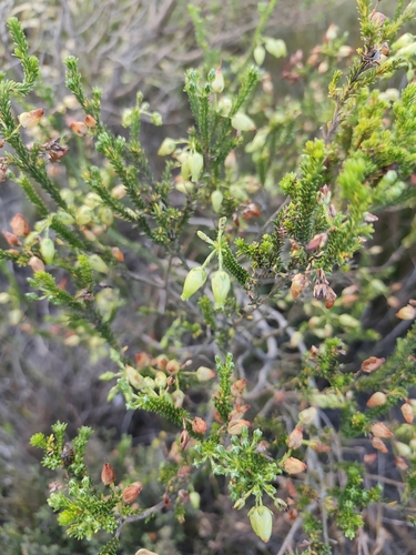 Erica urna-viridis, photograph 5