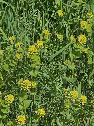clasping pepperweed (Lepidium perfoliatum)