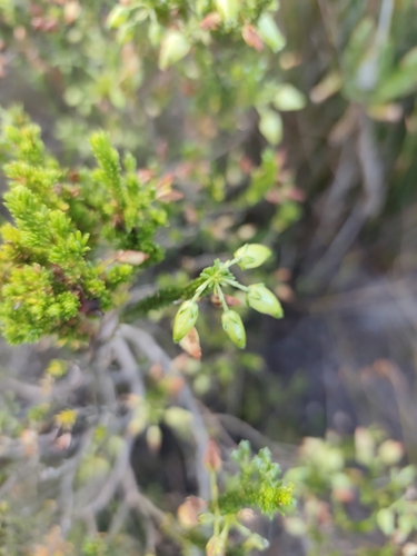 Erica urna-viridis, photograph 6