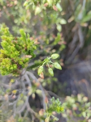 Erica urna-viridis, photograph (c) Jeanette Clarke, some rights reserved (CC BY-SA)