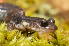 Plethodon caddoensis