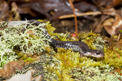 Plethodon caddoensis