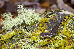 Plethodon caddoensis