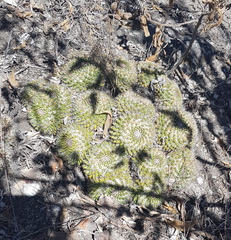 Mammillaria karwinskiana nejapensis