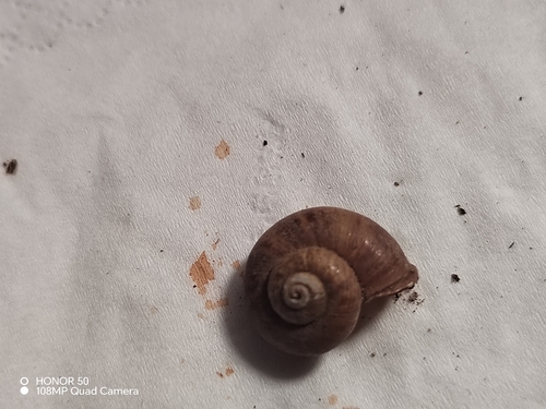 Cyclotus fortunei