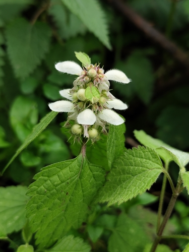 Dead-nettle (Lamium flexuosum)