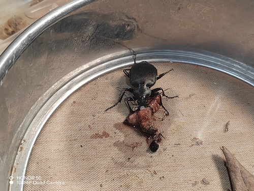 Calosoma maximowiczi