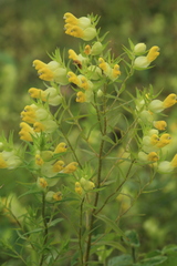 Rhinanthus apterus