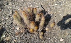 Trichocereus strigosus