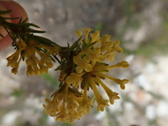 Gnidia squarrosa