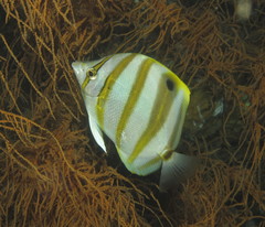 Parachaetodon ocellatus