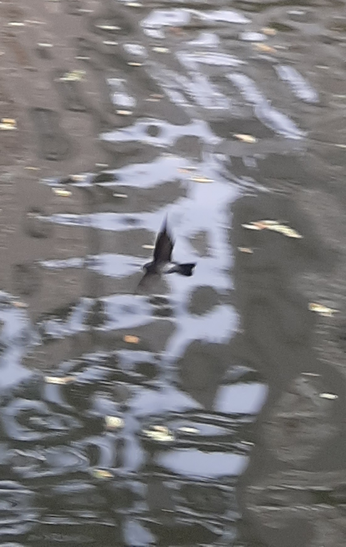 Linchi Swiftlet (Collocalia linchi), photo 10