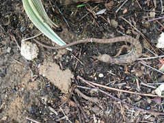 Elgaria multicarinata