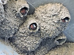 Petrochelidon pyrrhonota