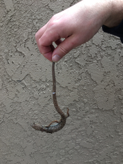 Elgaria multicarinata