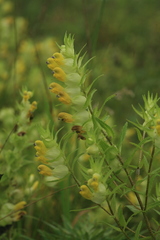 Rhinanthus apterus