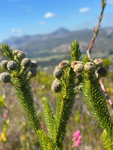 Cobweb Kolkol (Berzelia rubra)