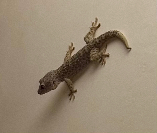 Gekko gecko