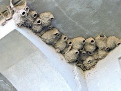 Petrochelidon pyrrhonota