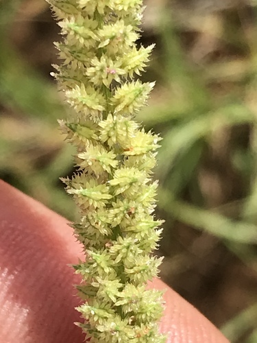 Tragus berteronianus