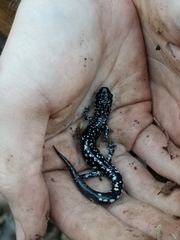 Plethodon sequoyah