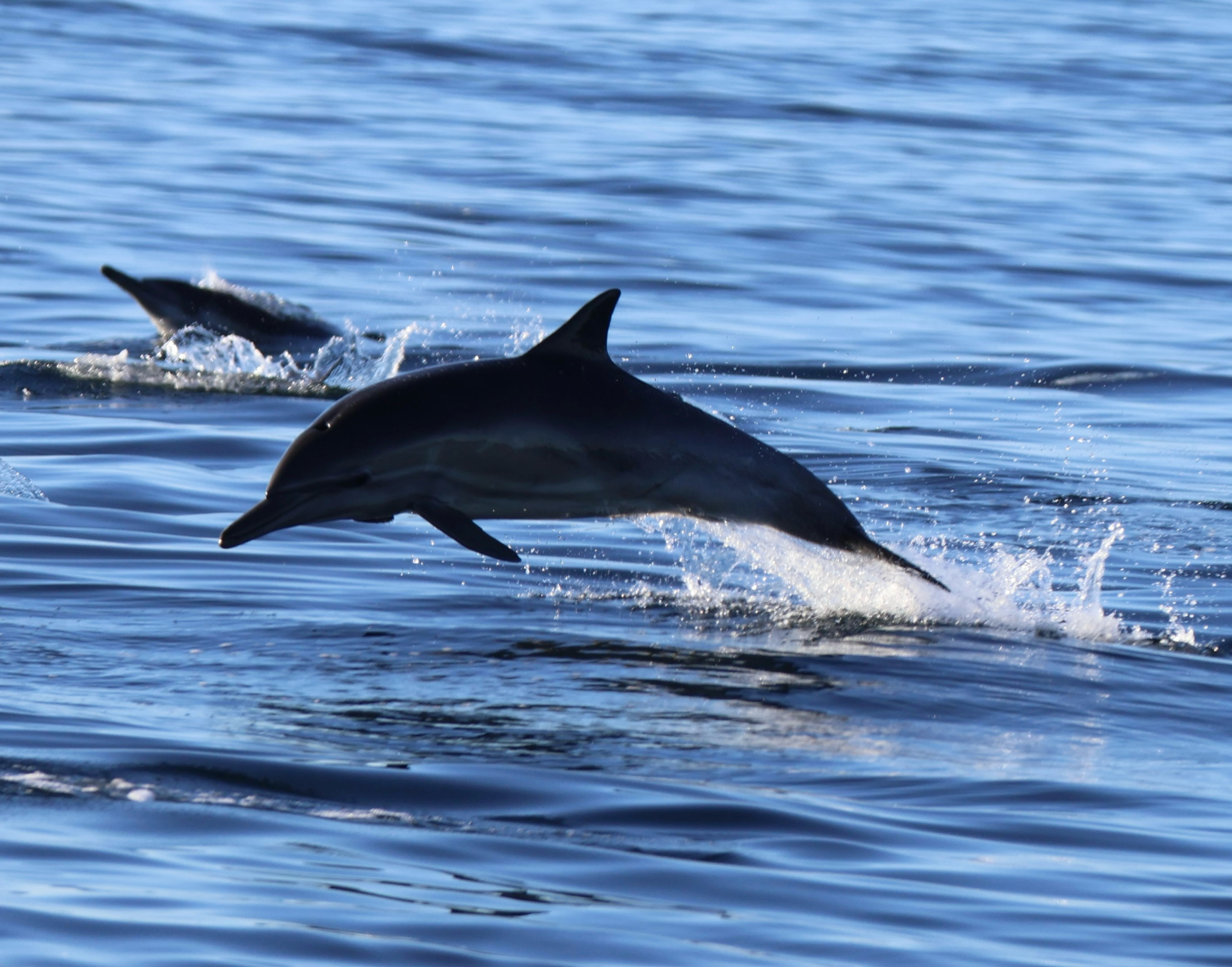 Delphinus delphis