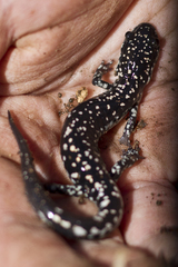 Plethodon sequoyah