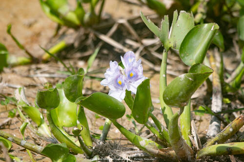 common water hyacinth