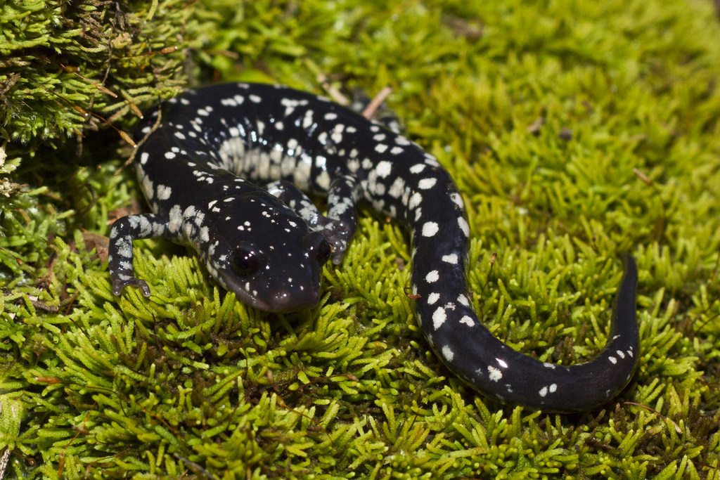 slimy salamander complex