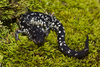 Slimy Salamander Complex - Photo (c) Liam Wolff, some rights reserved (CC BY-NC), uploaded by Liam Wolff