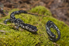 Plethodon sequoyah