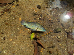 Retroculus lapidifer