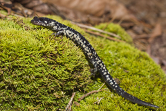 Plethodon sequoyah