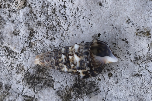 Horn Shell, Grad Pula, Pula, Chorvatsko, photo 9 of 10