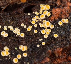 Lachnellula ellisiana