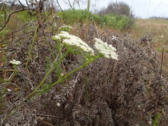 Dasispermum grandicarpum