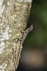 Anolis argenteolus