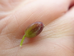 Dasispermum grandicarpum