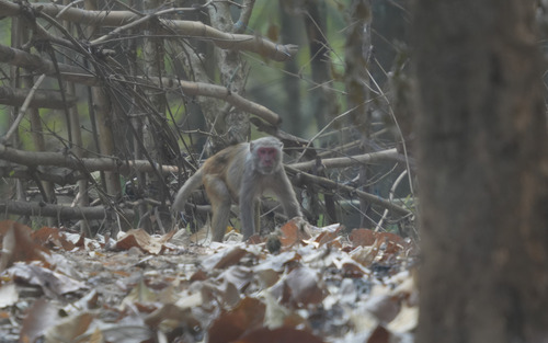 Rhesus Macaque