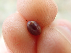 Dasispermum grandicarpum