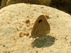 Ypthima asterope hereroica
