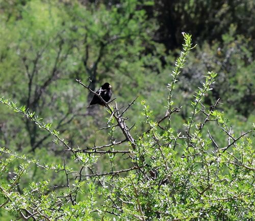 Dusky Indigobird (Vidua funerea)