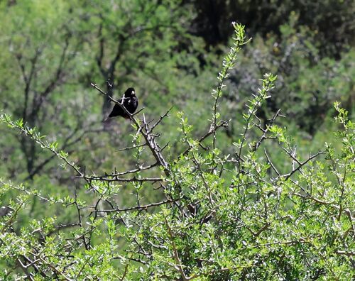 Dusky Indigobird (Vidua funerea), photo 2