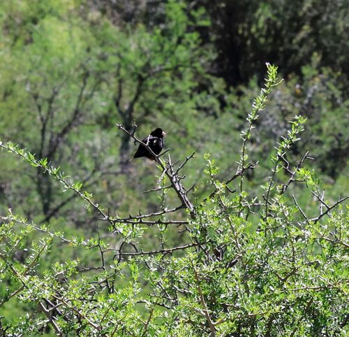 Dusky Indigobird (Vidua funerea), photo 7
