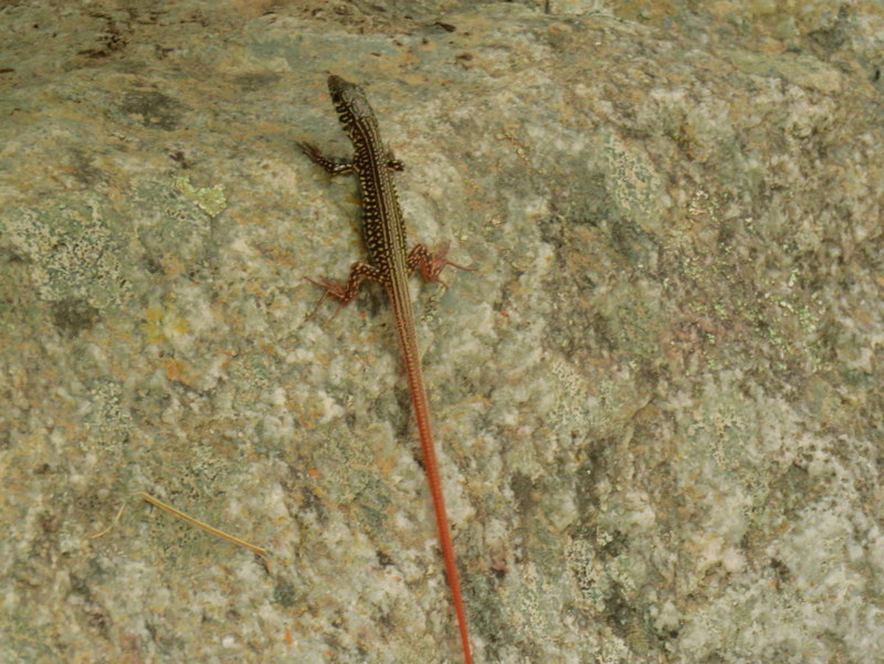 Karoo Sandveld Lizard