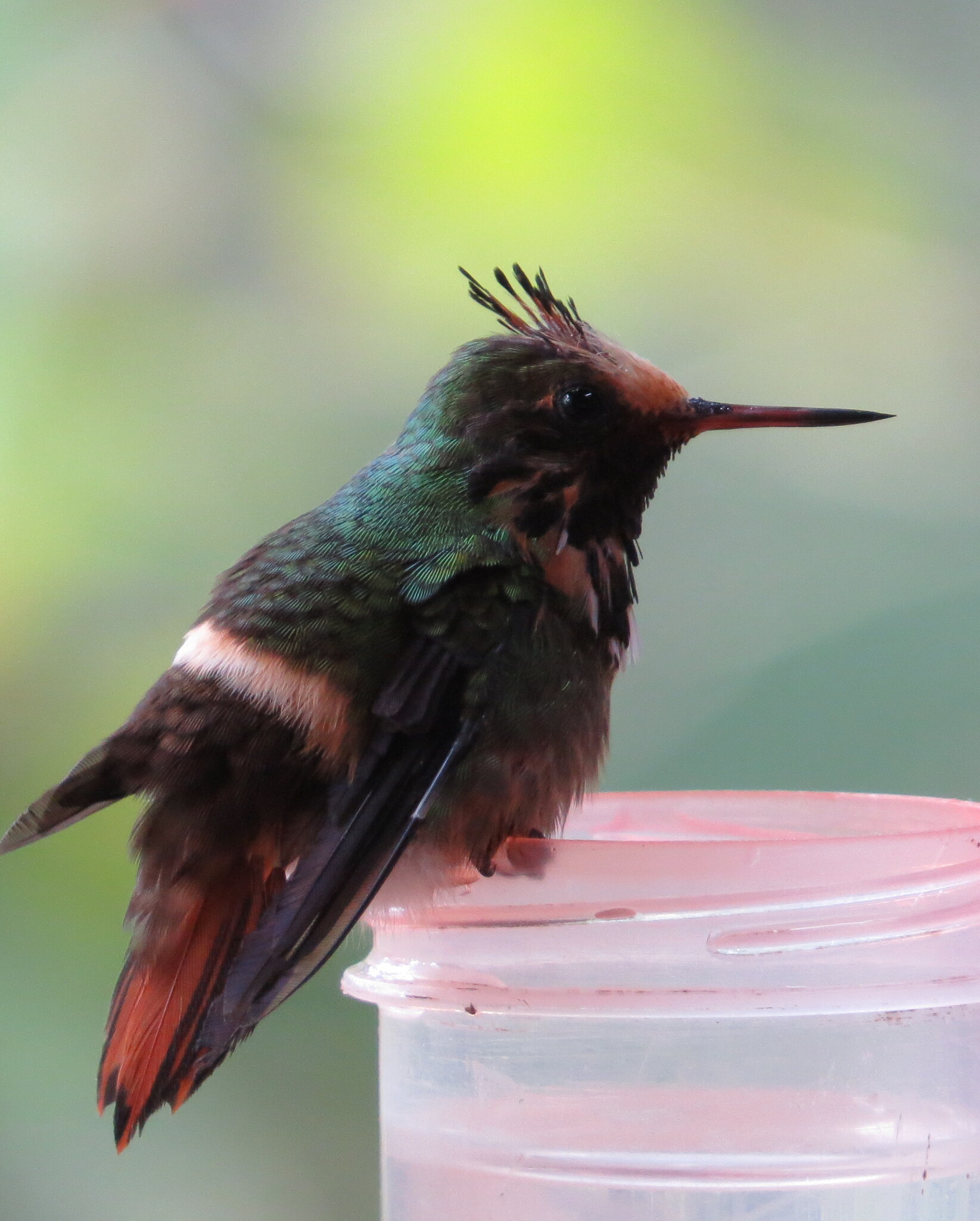 Rufous-crested Coquette (Lophornis delattrei), photo 5