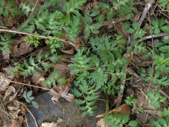 Hydrophyllum brownei