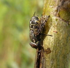 Platystoma